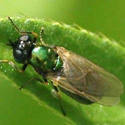 Microchrysa polita